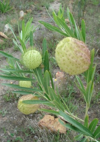 Gomphocarpus physocarpus